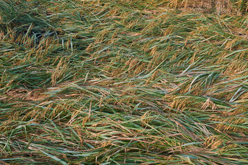 Flattened paddy (oryza sativa) plants in field caused by heavy spell of rain. The harvest-ready crops are damaged & left many fields inundated with water. Photo taken in a rural village of Sundarbans.