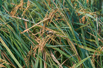 Obraz premium closeup of healthy growing paddy plants, with branched panicles containing ripe and unripe seeds. Paddy (Oryza sativa) is a major staple food & India is world's second-largest producer of rice.
