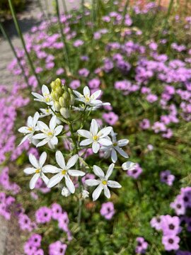 perennial bulbous herbaceous plant.Blooming Ornithogalum pyramidale with white pyramidal peduncles on tall stems  and pink Geranium Cinereum Ballerina in spring garden.Flower background