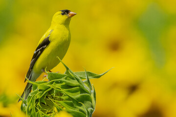 Male American goldfinch in vivid breeding plumage perches on a sunflower bud, its bright yellow feathers glowing against a soft golden field backdrop.