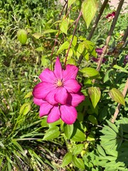 Clematis Ville de Lyon.A large-flowered climbing vine with bright crimson carmine flowers. Flower background.