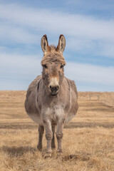 Portrait of a Donkey on Dry Grass Field