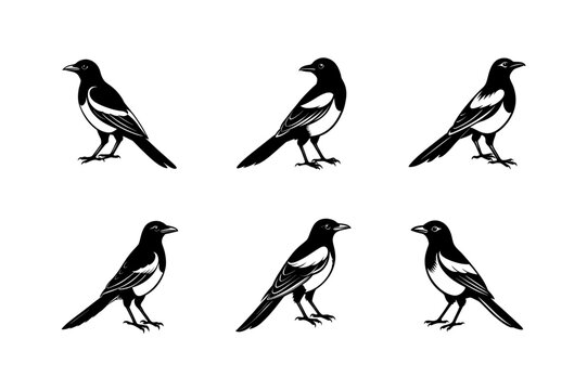 magpie vector art silhouette