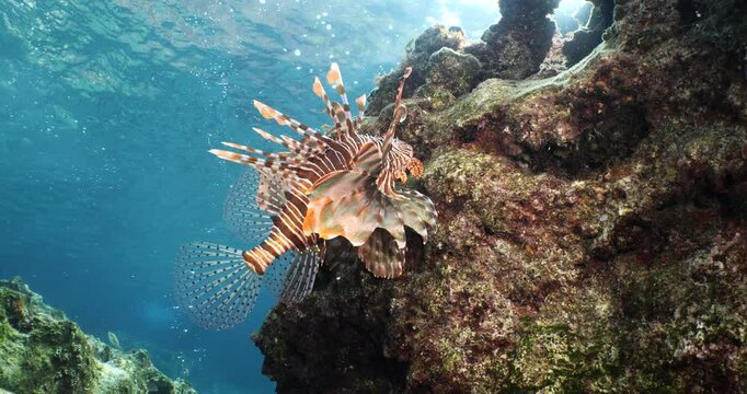 lion fish underwater lionfish underwater mediterranean sea scuba divers to explore