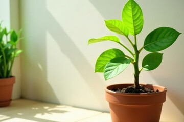 Obraz premium A vibrant green plant thriving in a terracotta pot, basking in sunlight by a windowsill, showcasing healthy growth and natural beauty