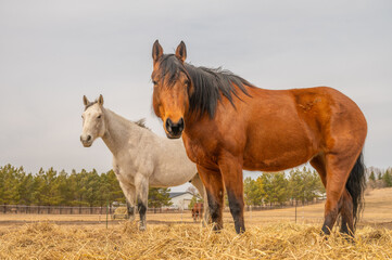 Obraz premium Two Horses Standing on Dry Pasture in Early Spring