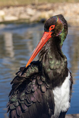 black stork portrait