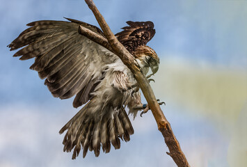 A Philippine Eagle