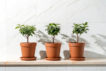 Fototapeta premium Three small potted plants are displayed in a horizontal row against a white background
