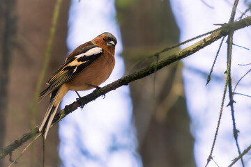 finch on a tree