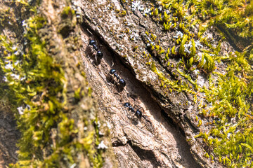 moss on tree