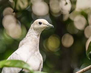 A Pied Imperial Pigeon