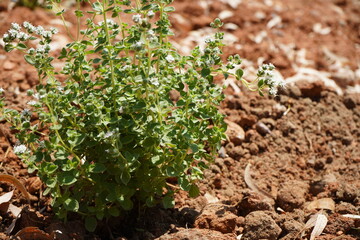 Oregano plant (Origanum vulgare) with green leaves and small white flowers, growing in brown, textured soil. The plant is bushy and healthy, with stems branching outwards. 
