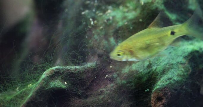 Aquarium fish barb Pethia Conchonius eats the algae that grows on the mangrove driftwood. Macro view, freshwater tropical aquarium tank nature