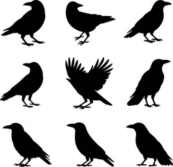 Obraz premium A collection of nine black raven silhouettes in various poses against a white background