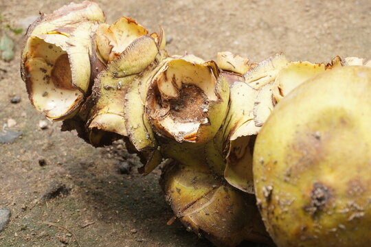 Tender translucent ice apple seed kernels from palmyra palm fruit, showcasing refreshing texture, natural sweetness, tropical freshness, traditional Indian cuisine, and seasonal delicacy