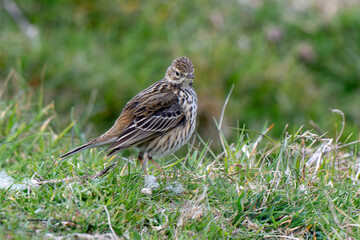 Fototapeta premium Pipit farlouse, Anthus pratensis, Meadow Pipit