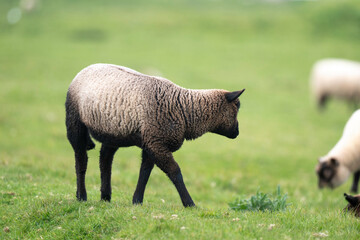 brebis, race Roussine de la Hague,, Ile de Tatihou, Saint Vaast la Hougue, Site naturel protégé, ...