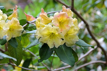 Yellow Rhododendron ‘Golden Coach’ in flower.