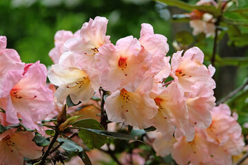 Obraz premium Coral pink Rhododendron ‘Vanessa Pastel’ in flower.