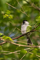 bird on the branch, great tit