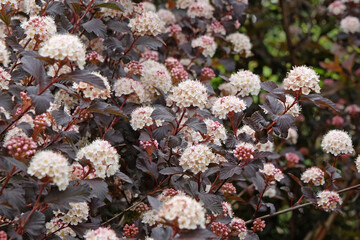 White ninebark, Physocarpus opulifolius Diable D’Or ‘Mindia’ in flower.
