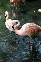 A flock of flamingoes in water