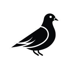dove on transparent background