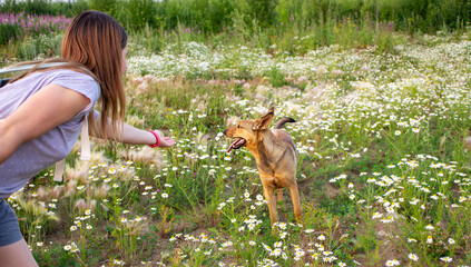 Female engaging with happy mixed breed red dog in a lush field of wildflowers, capturing a lively scene of connection and joy in a natural outdoor environment