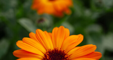 Vibrant orange Calendula officinalis flower with intricate petals and rich texture stands out against a blurred green background, showcasing the beauty of nature in full bloom, botanical garden
