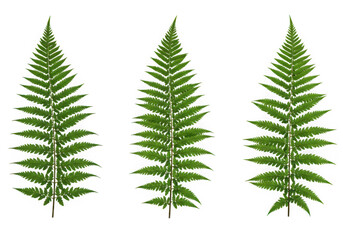 Three green fern fronds isolated on transparent background