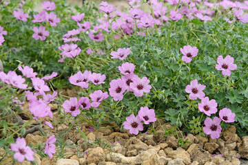 Pink veined hardy Geranium cinereum ‘Ballerina’ cranesbill, in flower. © Alexandra