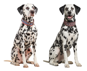 Two Dalmatian dogs sitting side by side, each wearing a distinct patterned collar, displaying their characteristic black spots on white fur.