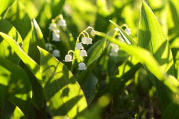 Spring flower lilies of the valley.