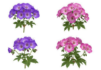 Four geranium flower clusters isolated on transparent background