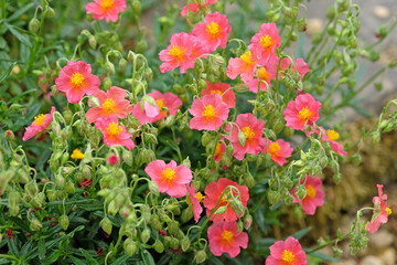 Pink Helianthemum sun rose or rock rose in flower
