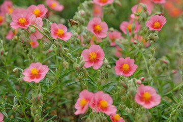 Fototapeta premium Pink Helianthemum sun rose or rock rose ‘Wisley Pink’ in flower