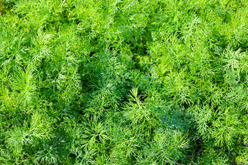 Fresh green dill covers the ground like a continuous carpet, forming a bright and aromatic background.