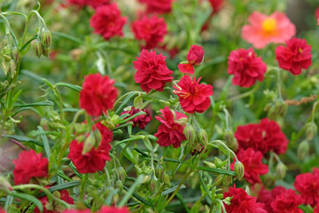 Red Helianthemum, common rock rose &lsquo;Cerise Queen&rsquo; in flower.