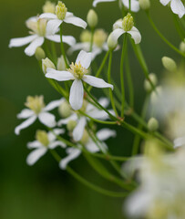 Beautiful close-up of clematis recta