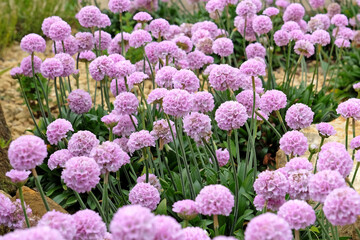 Obraz premium Armeria pseudarmeria ‘Sweet Dreams’, also known as lady’s cushion, thrift, or sea pink in flower.