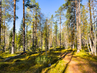 Sunlight illuminates the forest floor, covered with moss and low vegetation, in a tranquil autumn scene