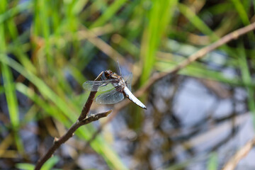 A spotted dragonfly rests on a thin branch, surrounded by fresh greenery and water reflections. Its transparent wings and delicate body attest to the fragility and beauty of nature.