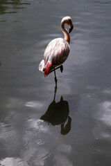 A lone flamingo in the water with a reflection