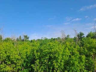 trees and blue sky