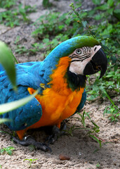 A colorful blue patter hiding behind a tree