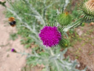 thistle flower in bloom