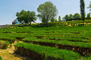 English lavender plantation in Hungary in summer