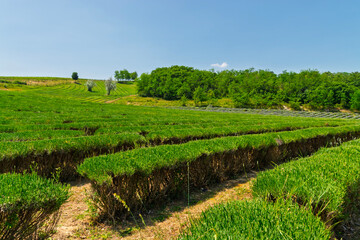 English lavender plantation in Hungary in summer