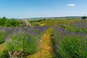 Lavender plantation in Hungary in summer